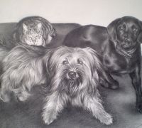 Retrato a lápiz · Perros y gato
