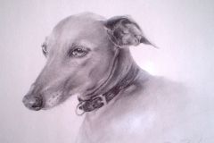 Retrato a lápiz · Galgo