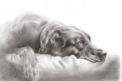 Retrato a lápiz · Perro