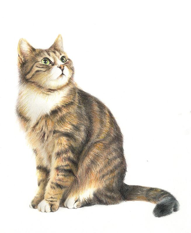 Retrato a lápiz