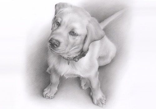 Retrato a lápiz de una mascota